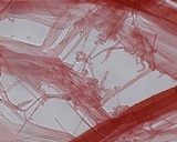 Hemimycena pseudogracilis image