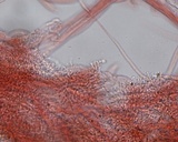 Hemimycena pseudogracilis image