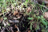 Helvella compressa image