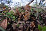 Helvella compressa image
