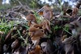 Helvella compressa image
