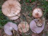 Lepista glaucocana image