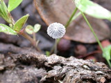Coprinopsis stercorea image