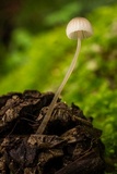 Mycena leptocephala image