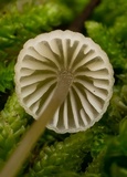 Mycena leptocephala image