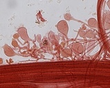 Mycena leptocephala image