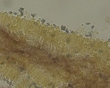 Mycena leptocephala image