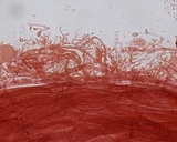 Mycena leptocephala image