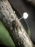 Mycena adscendens image