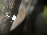 Mycena adscendens image