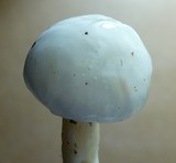 Hygrophorus eburneus image