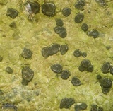 Rhizocarpon cinereovirens image