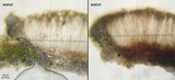 Rhizocarpon cinereovirens image