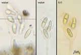 Rhizocarpon cinereovirens image
