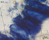 Rhizocarpon cinereovirens image