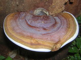 Ganoderma boninense image