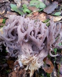 Clavulina cinerea image