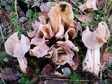 Helvella crispa image