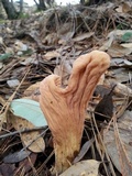 Clavariadelphus occidentalis image