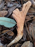 Clavariadelphus occidentalis image