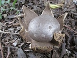 Myriostoma coliforme image