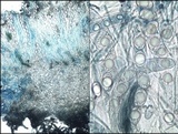 Geopora arenosa image