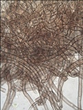 Geopora arenosa image
