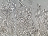 Geopora arenosa image