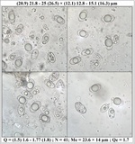 Geopora arenosa image