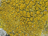 Candelariella vitellina image