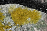 Candelariella vitellina image