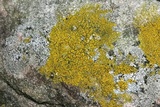 Candelariella vitellina image