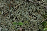 Cladonia furcata image