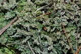 Cladonia squamosa image