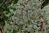 Cladonia squamosa image