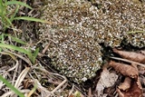 Cladonia subcariosa image