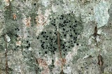 Lecania naegelii image