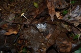Rhizomarasmius pyrrhocephalus image