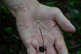 Rhizomarasmius pyrrhocephalus image