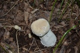 Hypomyces hyalinus image