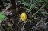 Amanita flavorubescens image