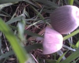 Parasola auricoma image