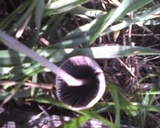 Parasola auricoma image