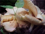 Rhodocollybia maculata image