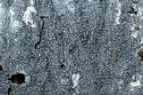 Pertusaria consocians image