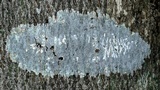 Pertusaria consocians image