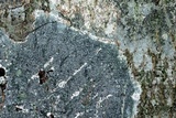 Pertusaria consocians image