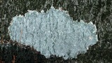 Pertusaria consocians image