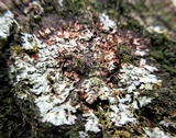 Phaeophyscia rubropulchra image