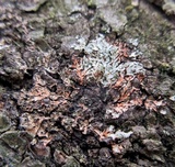 Phaeophyscia rubropulchra image
